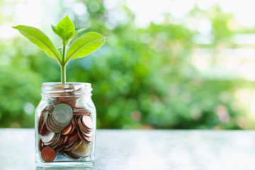 Green tree growing from coins in the glass jar on blurred green natural background with copy space for business and finance concept