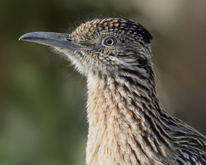 Wall Mural - Portrait of a roadrunner in Death Valley, California.