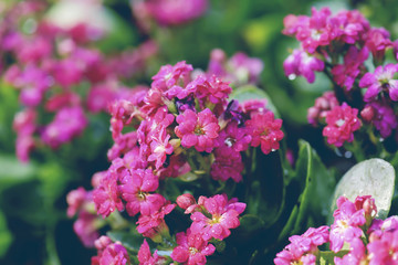 beautiful bouquet pink flower in natural