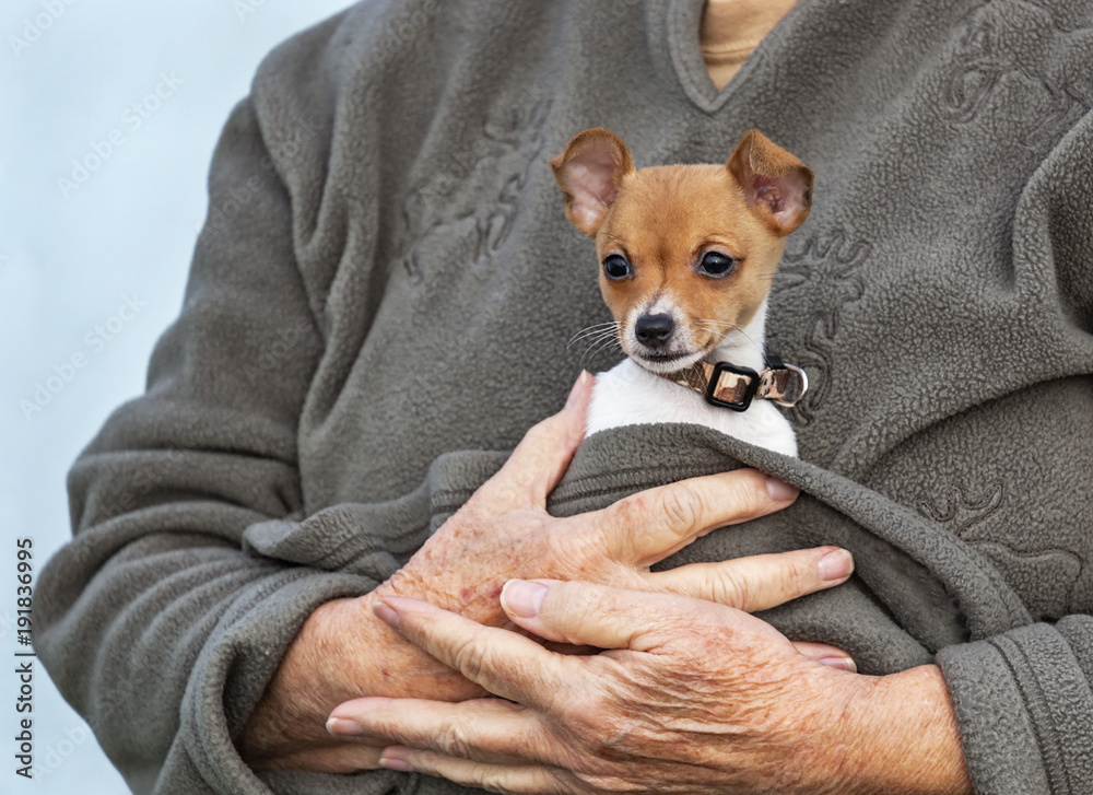 Toy Fox Terrier Jacket Toy Fox Terrier Jacket
