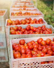 Picked tomatoes in crates on the field