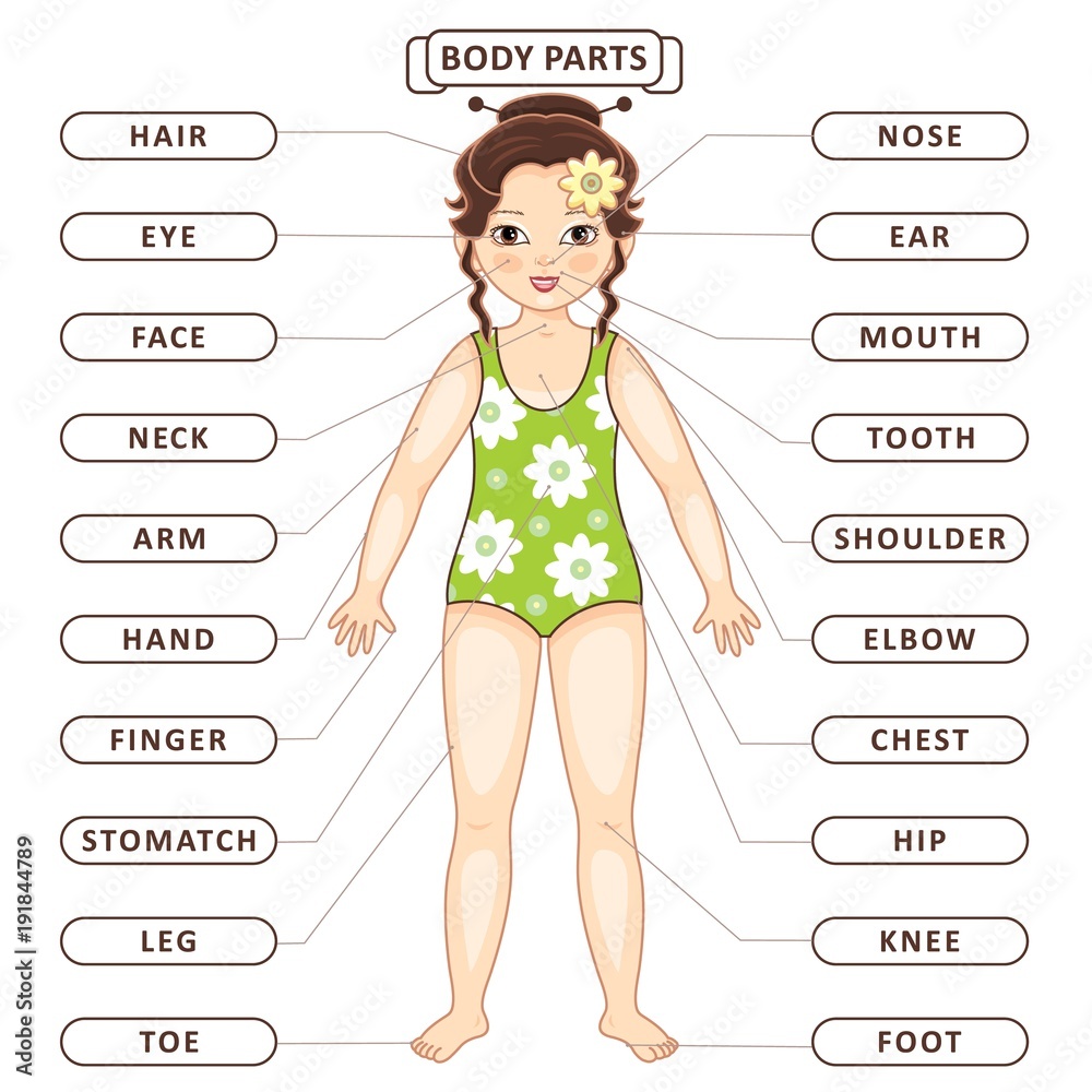 Vector flat asian girl body part vocabulary. Children education ...