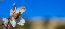 Springtime. Honey Bee Gathering Pollen From Almond Tree Blossoms, Blue Sky Background, Banner