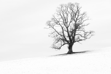 Single tree in a snow white English landscape