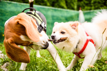 Two dogs playing in a garden Beagle and German spitz klein