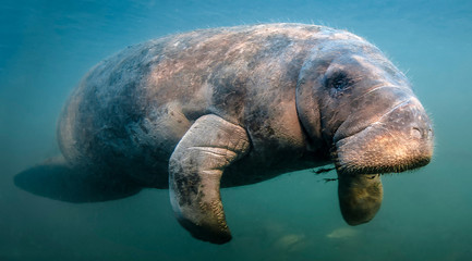 manatee fly-by. manatees can swim up to 15 mph...this one certainly surprised me! photographed near 
