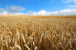 Landscape with warm colored yellow wheat crops on sunny day on rural farmland.