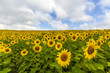 Field of blooming sunflowers in summer sunny day.