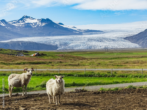 Fotografía Sheeps in Iceland Vatnajokull glacier in background