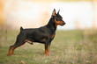 cute miniature Pinscher on the nature of the portrait