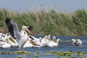 White Pelican