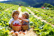 © Irina Schmidt - Two little sibling boys on strawberry farm in summer