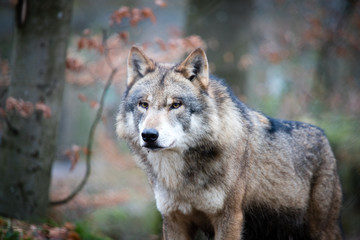 Plakat natura ssak zwierzę wilk