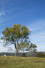 Solitude tree and bench in landscape