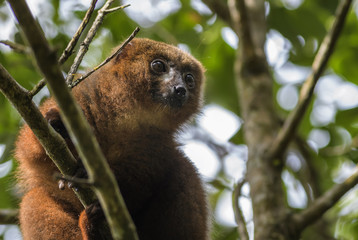 Wall Mural - red-bellied lemur - eulemur rubriventer, rain forest madagascar east coast. cute primate. madagascar