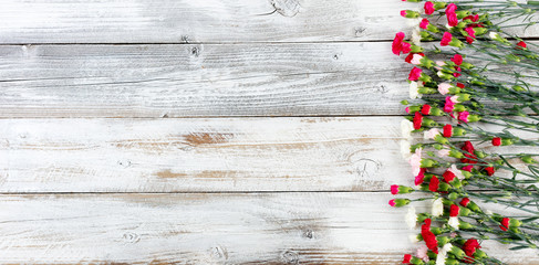 Wall Mural - Colorful carnation flowers forming right border on white weathered wooden boards