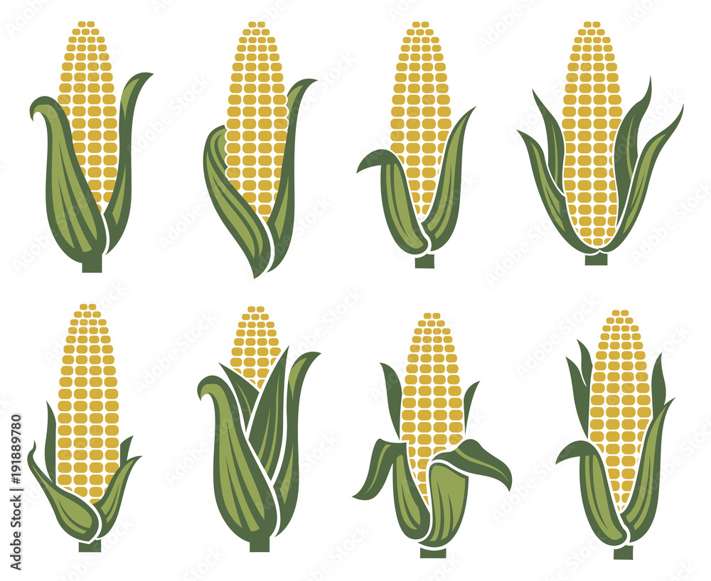collection of corn ear images - obrazy, fototapety, plakaty 