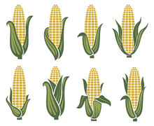 Collection Of Corn Ear Images