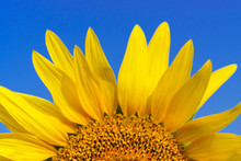 Close-up Of Beautiful Sunflower Blossom On Blue Sky