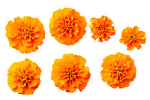 Fresh Orange Marigold Flowers Isolated On White, Top View
