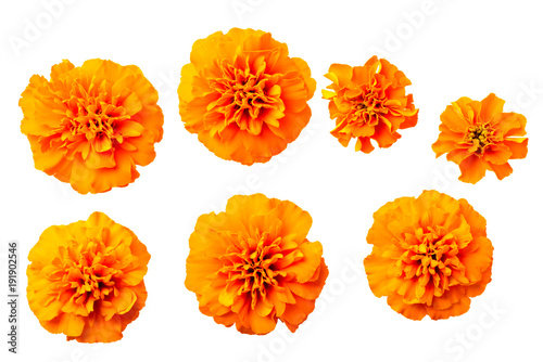 Cuadros en Lienzo fresh orange marigold flowers isolated on white, top view