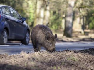 wild boar, sus scrofa