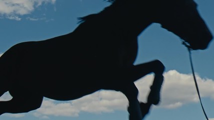 Wall Mural - Black horse puffs through an obstacle