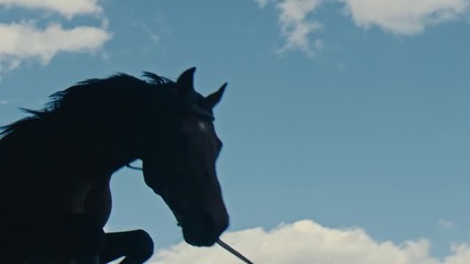 Wall Mural - Black horse puffs through an obstacle