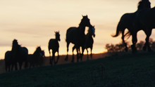 Herd Of Wild Horses Moving Through The Yellow Hills, During Pink Sunset. Wild Animals, Wild Places, Running Stallions