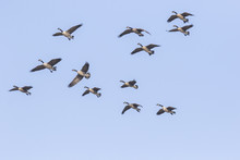 Canada Geese Migration 
