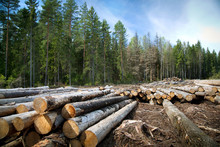 Deforestation In Rural Areas. Timber Harvesting.