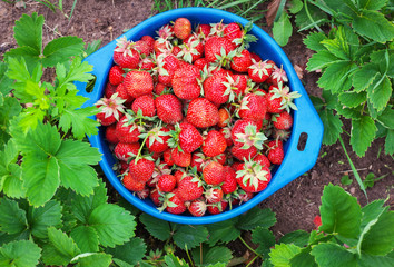 Delicious ripe strawberries on the plate at the garden