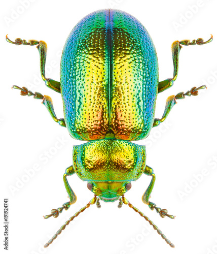 Cuadros en Lienzo Leaf beetle Chrysolina graminis isolated on white background, dorsal view of beetle