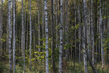  Birch forest. Patterns and backgroun in nature.