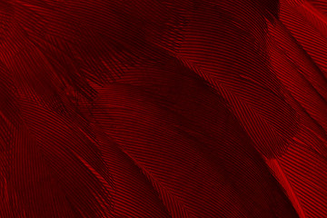 Beautiful red feather pattern texture background