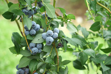 close up on fresh blueberry on the tree