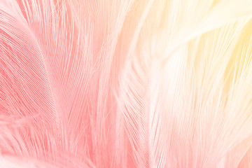 Naklejka piękny moda niebo flamingo miłość