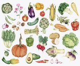 Collection of colorful vegetable illustration