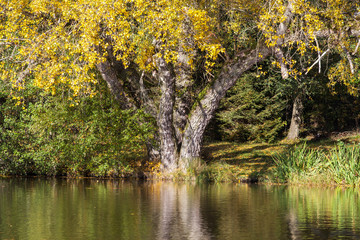  Jahreszeit Herbst Herbststimmung am See Treuer Nachbarsteich