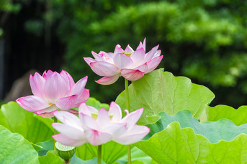 The Lotus Flower.Background is the lotus leaf and lotus bud  and lotus flower and tree.Shooting location is Yokohama, Kanagawa Prefecture Japan.