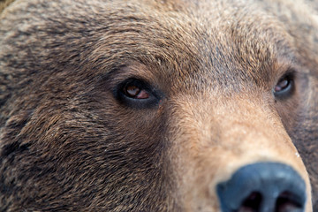 brown bear eye