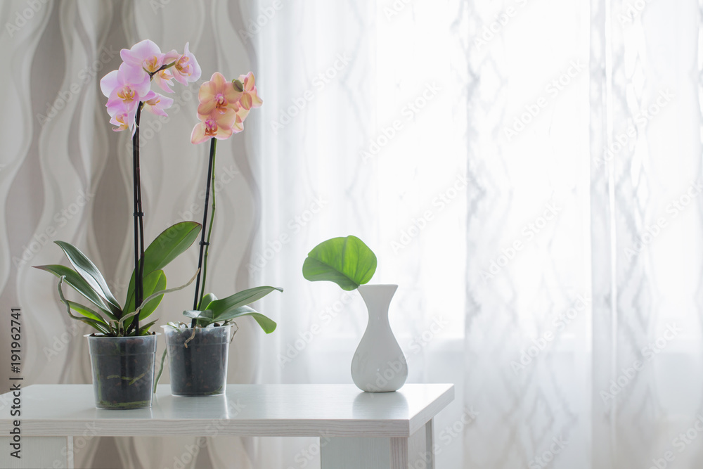 orchid on table on the window background - obrazy, fototapety, plakaty 