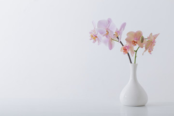 Wall Mural - beautiful orchids in white vase on white table