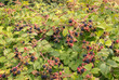 wild blackberry bush with ripe and unripe blackberries