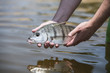 © Peter - Close-up of man catching white steenbras fish at Garden Route National Park