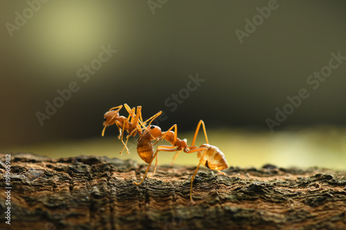 Zdjęcie XXL Czerwona mrówka w natury tle.