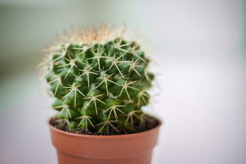 nature green background or wallpaper domestic cactus closeup. green cactus. small decorative cactus 