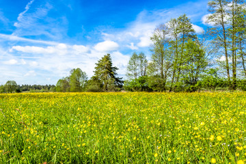 Meadow with flowers in spring green landscape and blue sky