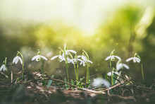  Early Snowdrops Blooming, Beautiful Springtime Nature Background . Dreamy Soft Focus Effect. 