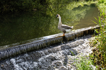 Sticker - Oie eau cascade riviere environnement